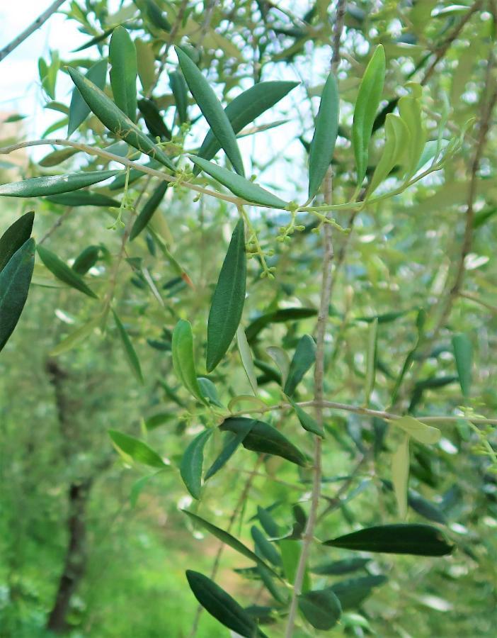B&B Dalu Finale Ligure Εξωτερικό φωτογραφία